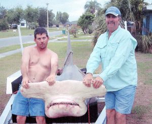 '86_great hammerhead shark_at_dennis