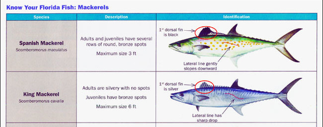 King Mackerel Fishing | Fish Destin | King Mackerel Facts | Charter Fishing  Destin