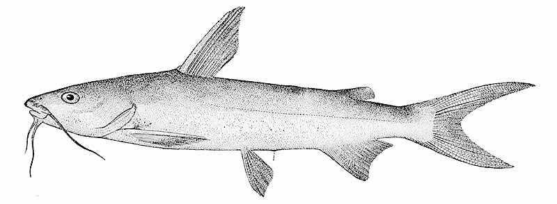 Hardhead Catfish Drawing (Arius Felis)