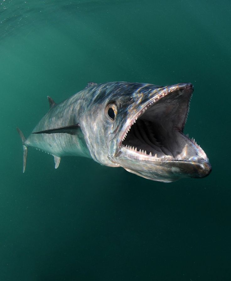 King Mackerel Fishing | Fish Destin | King Mackerel Facts ...