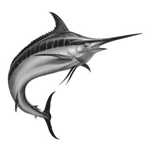Black Marlin Illustration