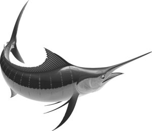 Blue Marlin Illustration