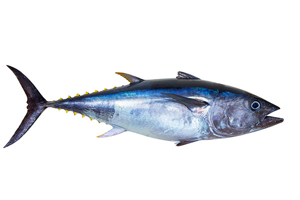 Tuna Fish Sizes: How Big Can Tuna Get?