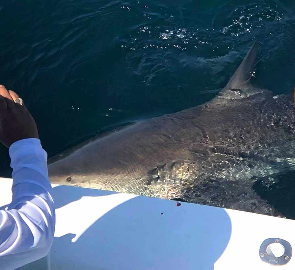 A Bull Shark off The Finest Kind Charter Boat