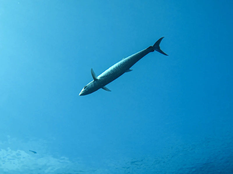 A King Mackerel (Kingfish) Underwater