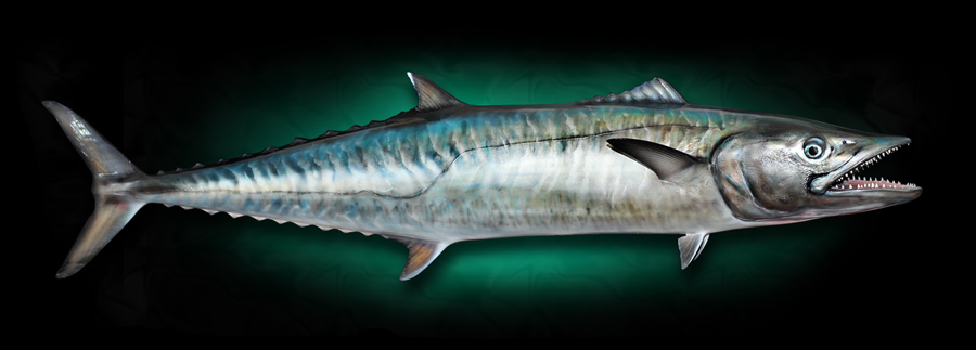 King mackerel