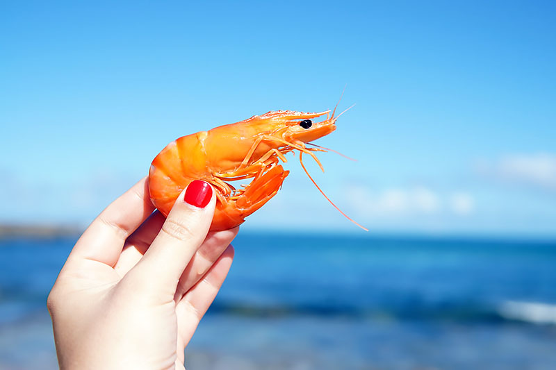 A woman holding a live shrimp in her hand