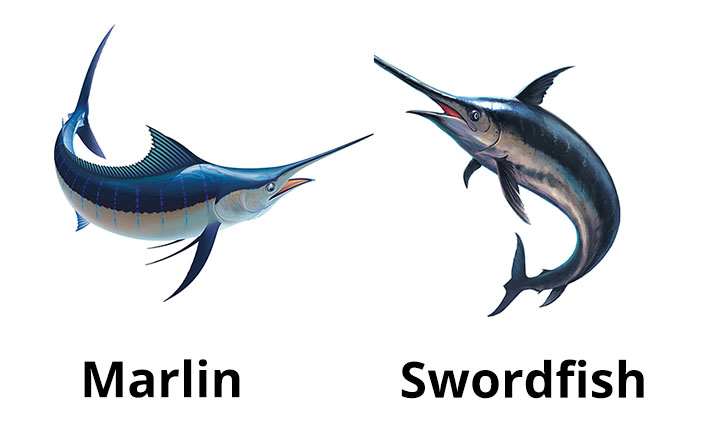 Blue Marlin and Swordfish Drawing