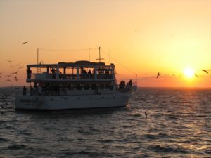 Southern Star Dolphin Cruise