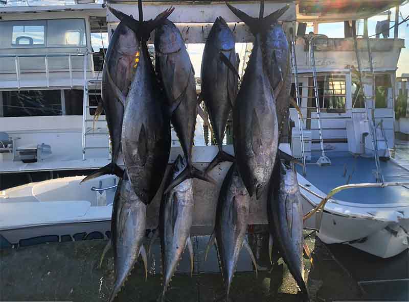 Tuna Catch from Destin Charter Boat.