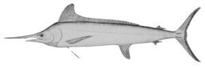 White Marlin Illustration